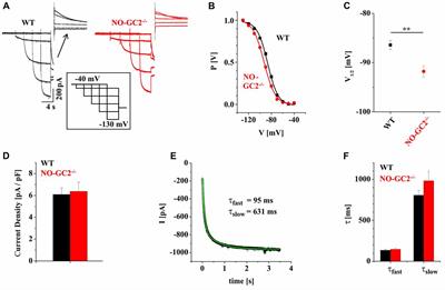 Modulation of Hyperpolarization-Activated Inward Current and Thalamic Activity Modes by Different Cyclic Nucleotides